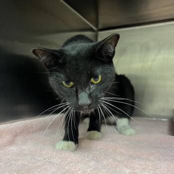 Eddie -  Domestic Medium Hair Cat for Adoption in Chattanooga, Tennessee - Eddie | PetCurious