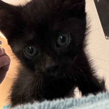 American Shorthair Cats Available for Adoption in Englewood, Florida - Tony | PetCurious