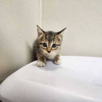 Rescue Domestic Short Hair Cats for Adoption in Bryan, Texas - Mira | PetCurious