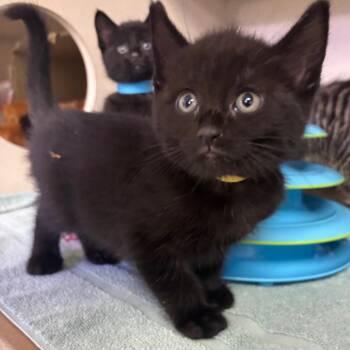 Vivi -  Domestic Short Hair Cat for Adoption in Wantagh, New York - Vivi | PetCurious