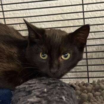 Kurt -  Domestic Short Hair Cat for Adoption in Hampton Bays, New York - Kurt | PetCurious