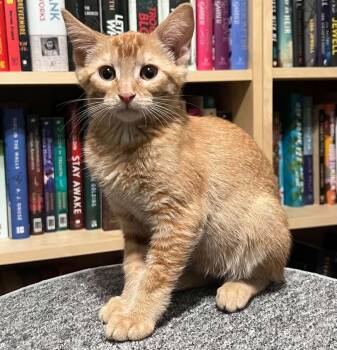Indie 2 -  Domestic Short Hair Cat for Adoption in Tucson, Arizona - Indie 2 | PetCurious