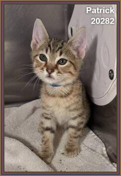 PATRICK (see SPONGEBOB, SQUIDWARD, & SANDY) -  Domestic Short Hair and Tabby Cat for Adoption in Marietta, Georgia - PATRICK (see SPONGEBOB, SQUIDWARD, & SANDY) | PetCurious