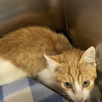 Teapot -  Domestic Medium Hair Cat for Adoption in Brownsboro, Alabama - Teapot | PetCurious