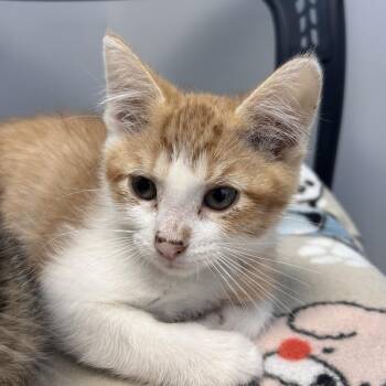 Domestic Short Hair Cats Available for Adoption in Watertown, New York - Simba (Leo) | PetCurious