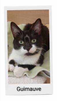 Guimauve (Marshmallow) -  Domestic Short Hair Cat for Adoption in Caistor Centre, Ontario - Guimauve (Marshmallow) | PetCurious