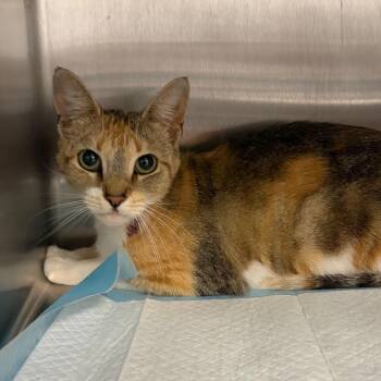 Domestic Short Hair Cats Available for Adoption in Milton, Florida - Claire | PetCurious