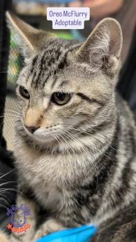 Oreo McFlurry -  Domestic Short Hair Cat for Adoption in Honolulu, Hawaii - Oreo McFlurry | PetCurious