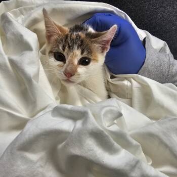 Rescue Domestic Short Hair Cats for Adoption in Charlottesville, Virginia - Corn Pops | PetCurious