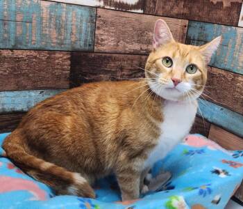 Domestic Short Hair Cats Available for Adoption in Washington Court House, Ohio - Cassidy | PetCurious