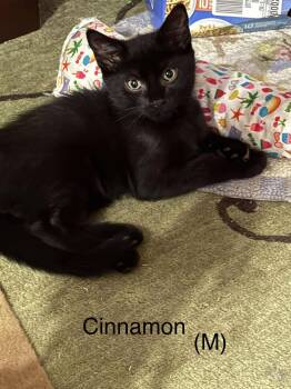 Rescue Bombay Cats for Adoption in Norwich, Connecticut - Cinnamon | PetCurious