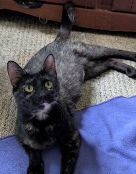Angel (Tiff-fostered in New England) -  Tortoiseshell and Domestic Short Hair Cat Available for Adoption in Brighton, Tennessee - Angel (Tiff-fostered In New England) | PetCurious