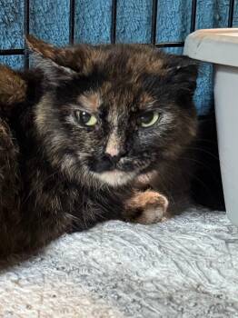 Elyse - barn cat -  Domestic Short Hair Cat for Adoption in Hartford City, Indiana - Elyse - Barn Cat | PetCurious