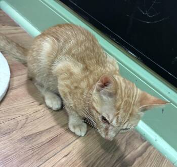 Rescue Domestic Short Hair Cats for Adoption in Marion, North Carolina - Cletus | PetCurious