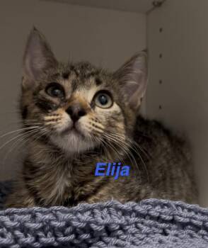 Tabby Cats Available for Adoption - Elija | PetCurious