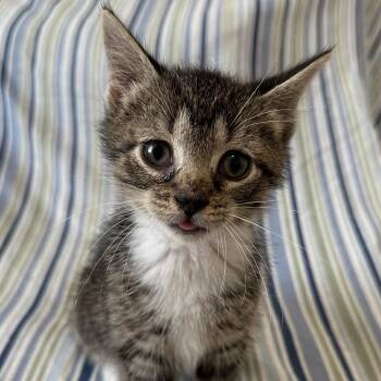 Mustard -  Domestic Short Hair Cat for Adoption in Allentown, Pennsylvania - Mustard | PetCurious