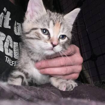 Calico and Egyptian Mau Cats Available for Adoption in Newark Valley, New York - Juniper | PetCurious