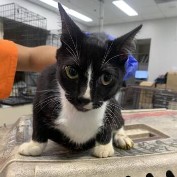 Domestic Short Hair Cats Available for Adoption - Tempo | PetCurious