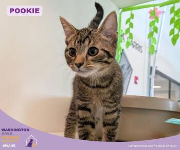 Domestic Short Hair Cats Available for Adoption in Eighty Four, Pennsylvania - Pookie | PetCurious
