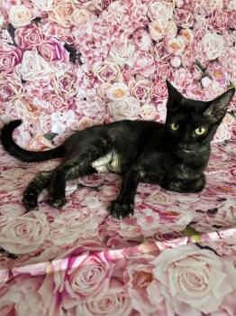 Rescue Domestic Short Hair Cats for Adoption in Houston, Texas - Sadie | PetCurious
