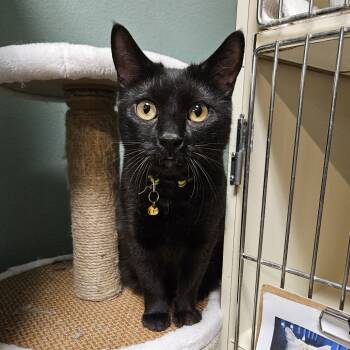 Rescue Domestic Short Hair Cats for Adoption in Las Vegas, Nevada - Millie | PetCurious