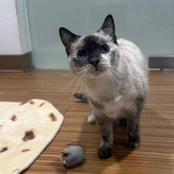 Domestic Short Hair Cats Available for Adoption - Lacey | PetCurious