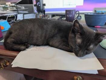 Kings Island -  Domestic Short Hair Cat for Adoption in Cincinnati, Ohio - Kings Island | PetCurious