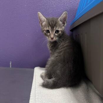 Domestic Short Hair Cats Available for Adoption in Englewood, Florida - Ian | PetCurious