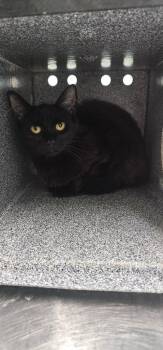 Carly -  Domestic Long Hair Cat for Adoption in Athens, Tennessee - Carly | PetCurious