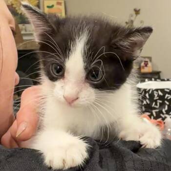Cora -  Domestic Medium Hair Cat for Adoption in Midland, Texas - Cora | PetCurious