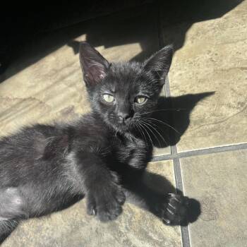 Luna -  Domestic Short Hair Cat for Adoption in Chino Hills, California - Luna | PetCurious