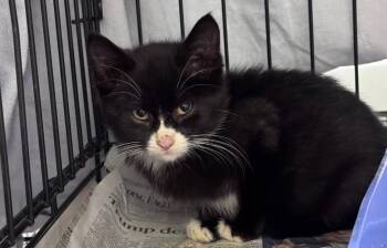 Boots -  Domestic Short Hair Cat for Adoption in Pine Grove, Pennsylvania - Boots | PetCurious