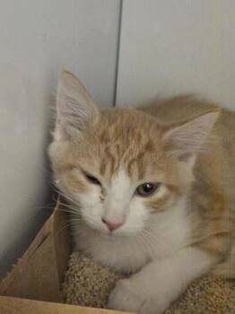 Loomis -  Domestic Short Hair Cat for Adoption in Roseville, California - Loomis | PetCurious