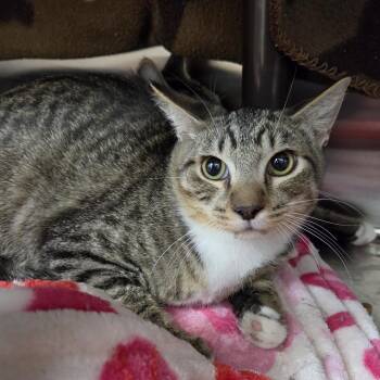 Milo -  Domestic Short Hair Cat for Adoption in Las Vegas, Nevada - Milo | PetCurious