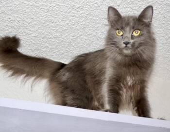 Russian Blue Cats Available for Adoption in San Juan Capistrano, California - Guinevere | PetCurious