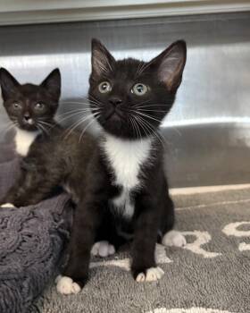 Spotted Owl (with Snowy Owl) -  Domestic Short Hair Cat for Adoption in Richmond, Virginia - Spotted Owl (with Snowy Owl) | PetCurious