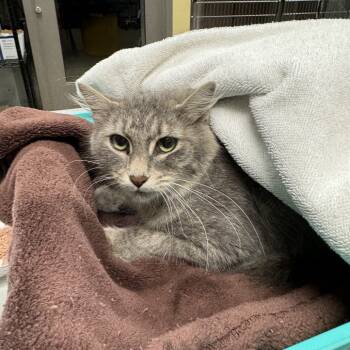 Rescue Domestic Medium Hair Cats for Adoption in Lynchburg, Virginia - Addie | PetCurious