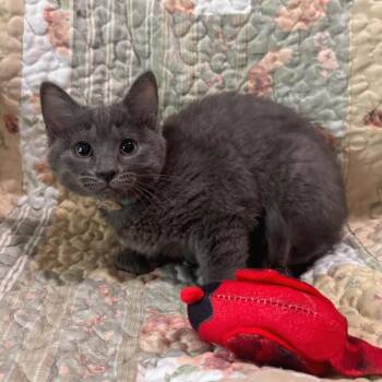 Domestic Short Hair Cats Available for Adoption in Belleville, Illinois - Anne | PetCurious