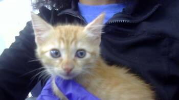 LILIAH -  Domestic Short Hair Cat for Adoption in Dallas, Texas - LILIAH | PetCurious
