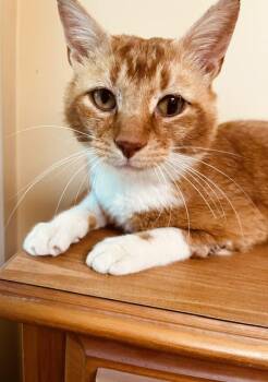 American Shorthair Cats Available for Adoption in Lemoyne, Pennsylvania - Oliver (abandoned Kitty Who Is Friendly, Gentle And Sweet) | PetCurious