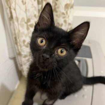 Sugar Lump -  Domestic Short Hair Cat for Adoption in Morgan Hill, California - Sugar Lump | PetCurious