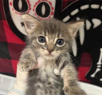 Domestic Short Hair Cats Available for Adoption - LEONORA | PetCurious