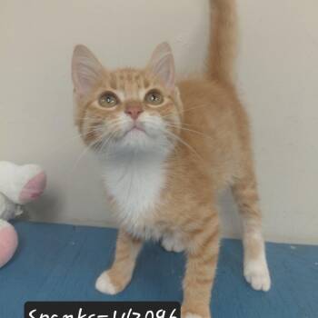 Spanks -  Domestic Short Hair Cat for Adoption in New Tazewell, Tennessee - Spanks | PetCurious
