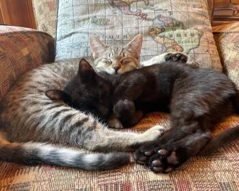 Domestic Short Hair Cats Available for Adoption in San Francisco, California - Mary (bonded With Matilda) | PetCurious