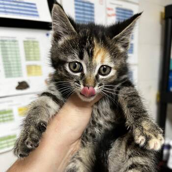 Peachy Paws -  Domestic Short Hair Cat for Adoption in Birmingham, Alabama - Peachy Paws | PetCurious