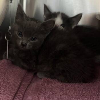 Cave -  Domestic Short Hair Cat for Adoption in Hawthorne, California - Cave | PetCurious