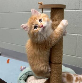 CHEDDAR -  Domestic Short Hair Cat for Adoption in Geneva, Illinois - CHEDDAR | PetCurious