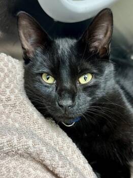 Domestic Short Hair Cats Available for Adoption in Wichita, Kansas - Hermaeus Mora | PetCurious