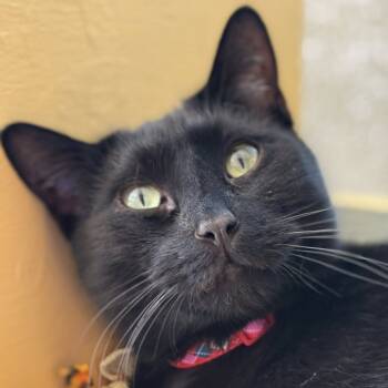 Rescue Domestic Short Hair Cats for Adoption in Tucson, Arizona - Inferno | PetCurious