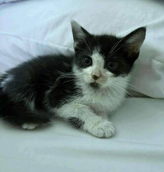 Rescue Domestic Short Hair Cats for Adoption in Newnan, Georgia - Toast | PetCurious